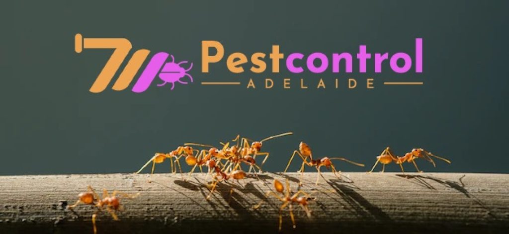Ant Control Service Adelaide (8).jpg