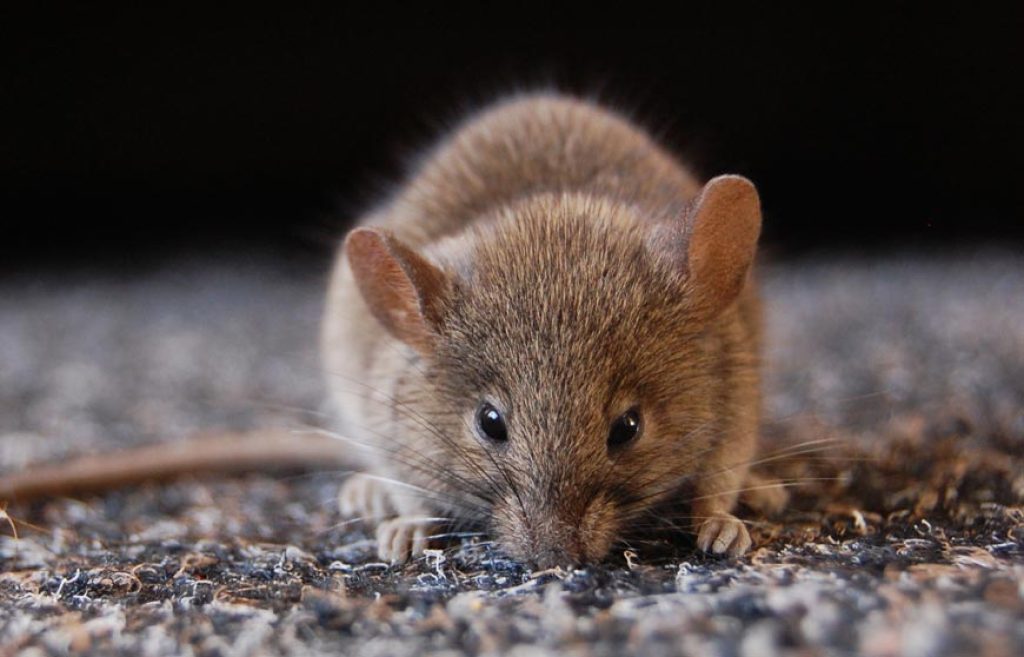 rodent-control-1.jpg