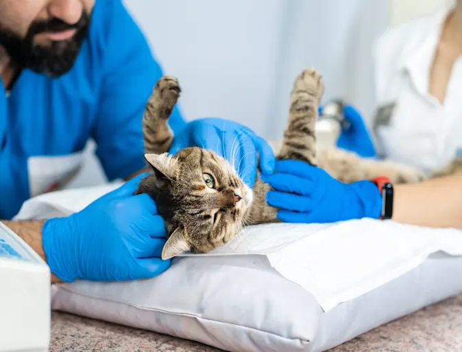 Cat-internal-medicine (1).png