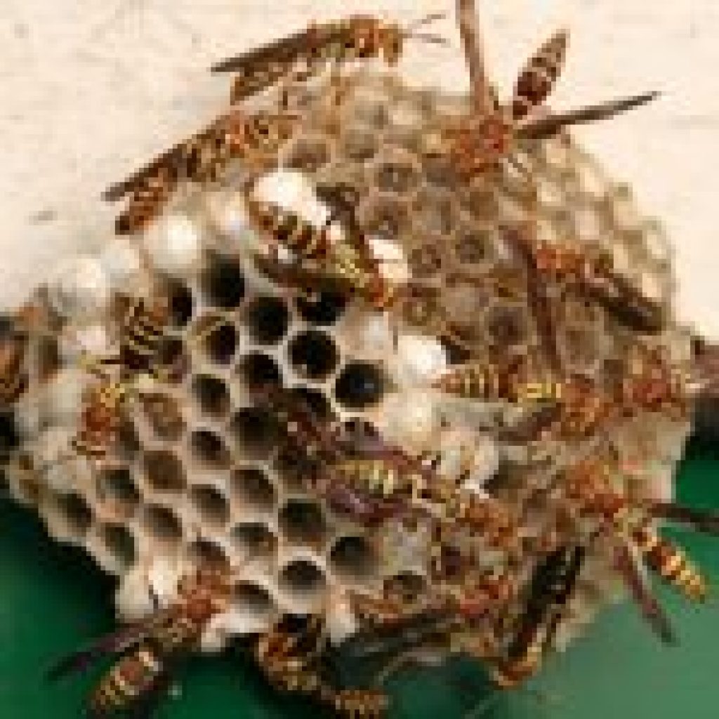 Wasp-Nest-Removal-Brisbane-150x150.jpg