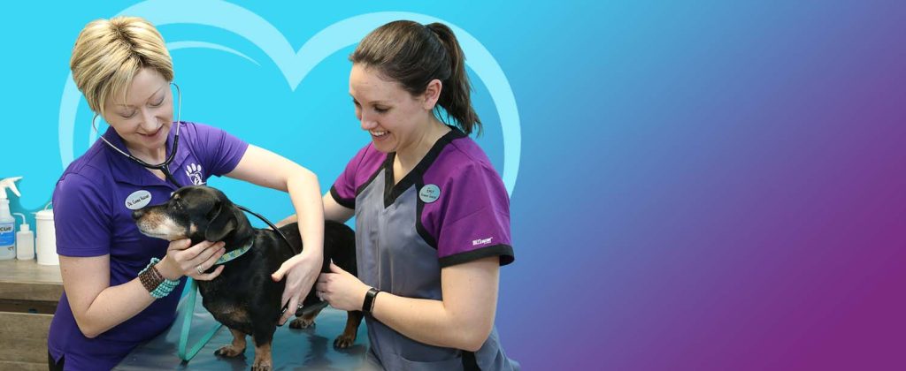 Healing Paws Animal Hospital