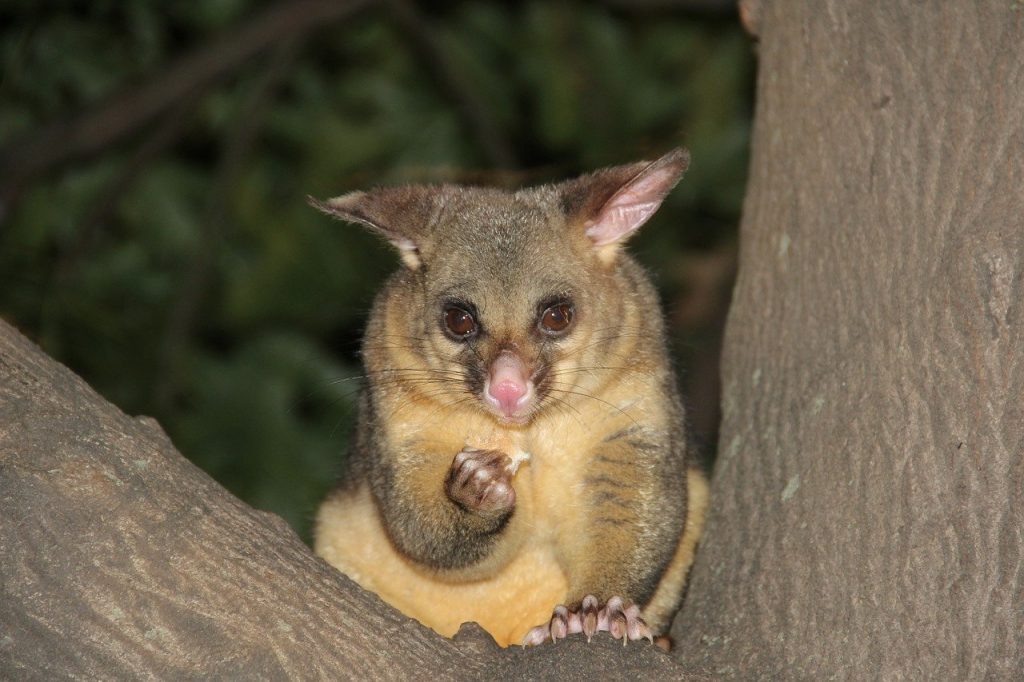 possum-removal-newcastle.jpg