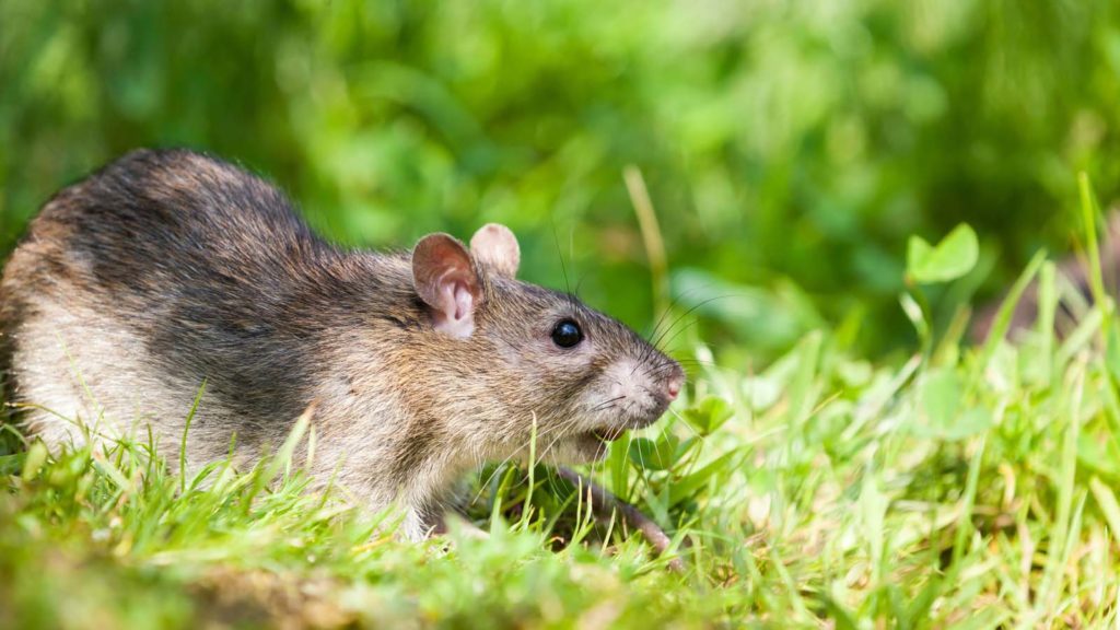 rodent-control-phoenix-1024x576.jpg