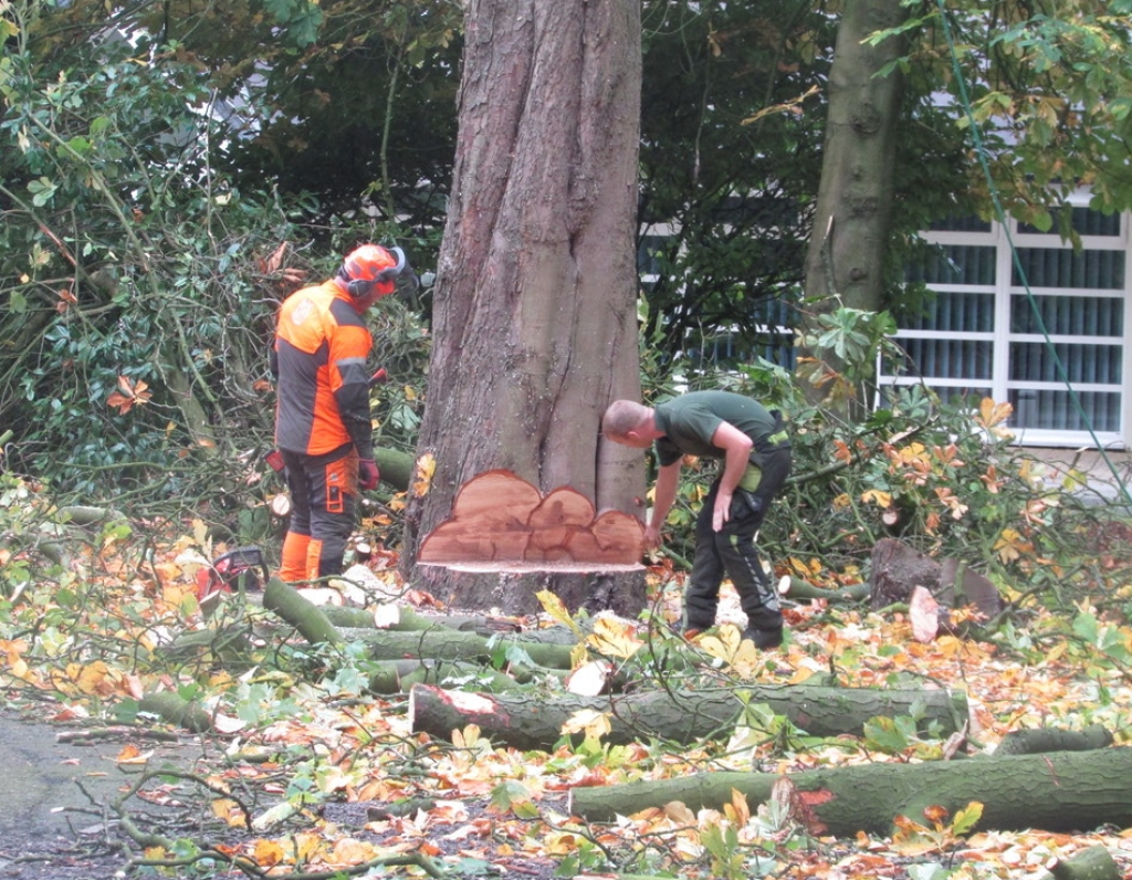 Tree Clearance
