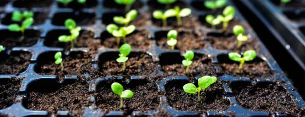 residential landscaping in Central Florida - Highland Grove Landscaping & Farm.jpg