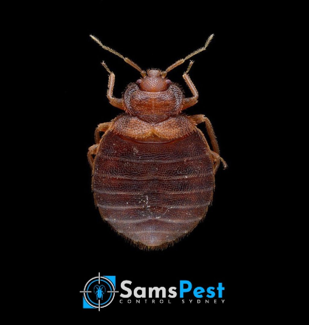 Sams Pest Control Sydney (2).jpg