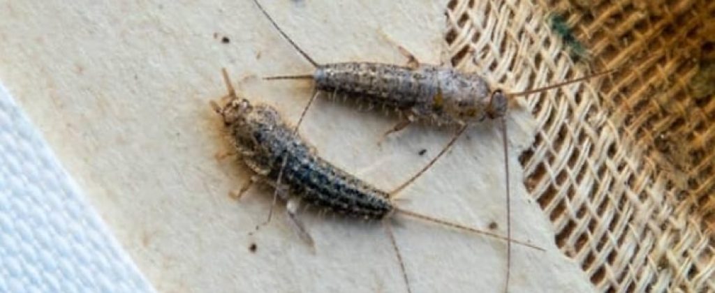 silverfish-control-canberra (1).jpg