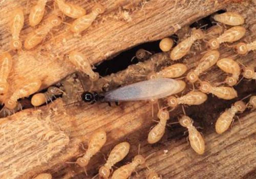 termite control services.jpg