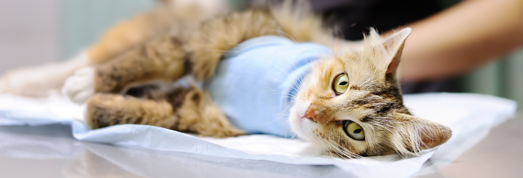 cat-surgery-body-horizontal (1).png