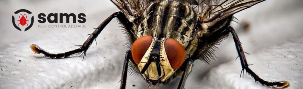Sams Flies Control Adelaide (9).jpg
