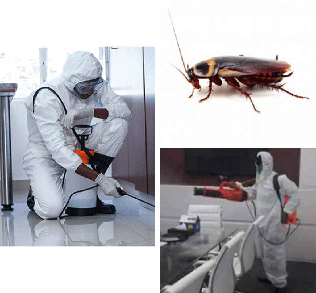 Cockroach-Ant-img.png