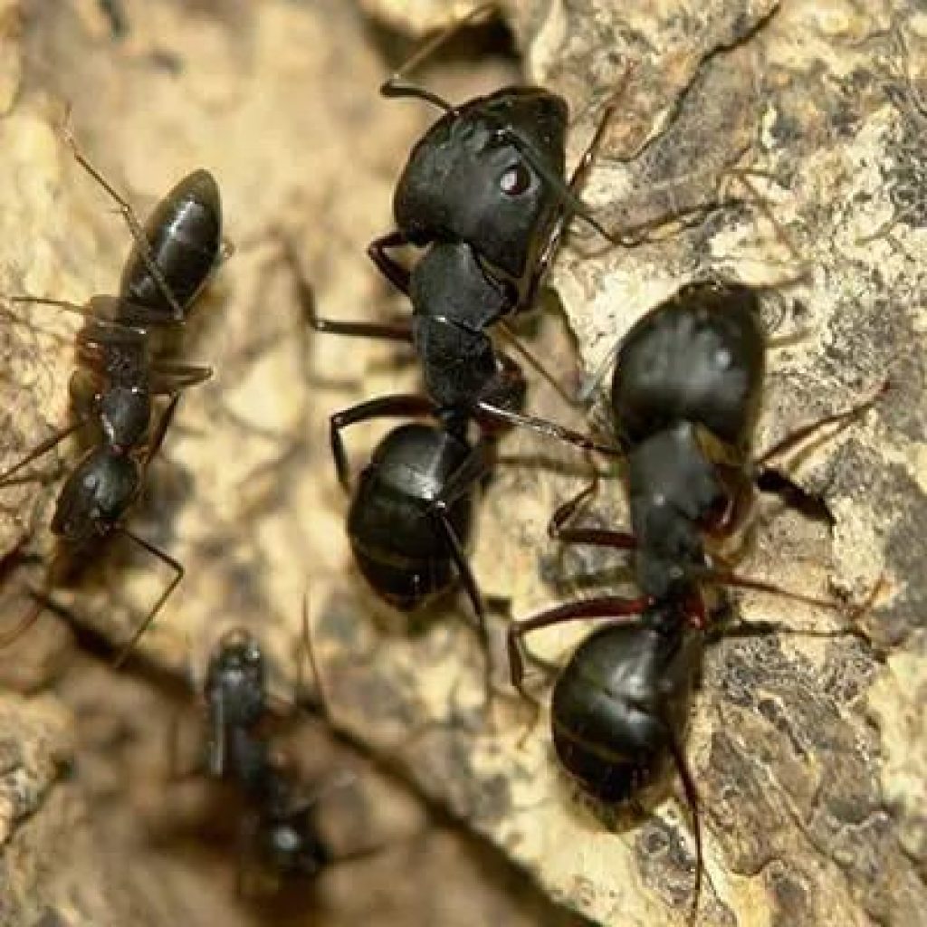 Ants Control.jpg