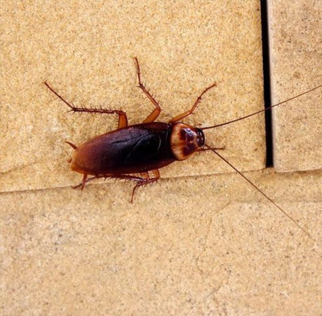 Cockroach-Control-Services-1.jpg
