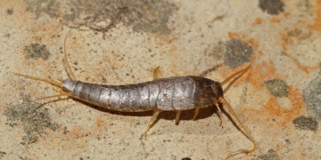get-rid-Silverfish.jpg
