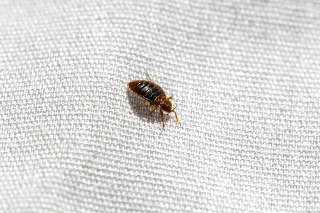 bedbugs.jpeg