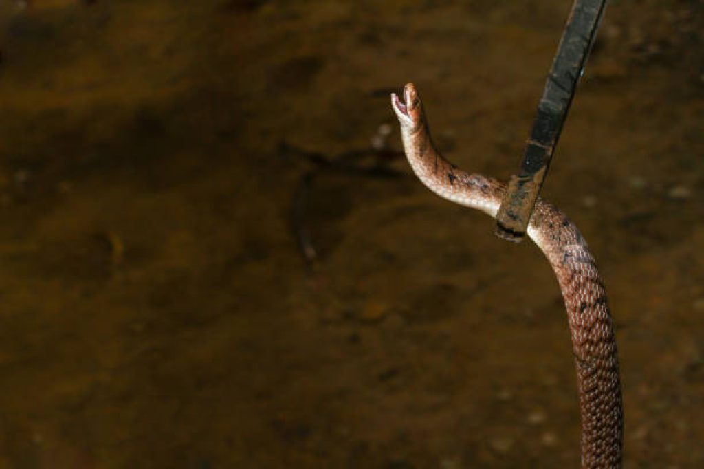 cptire snake.jpg