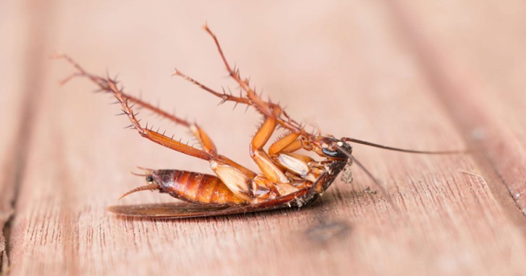 Cockroach-control-process.jpg
