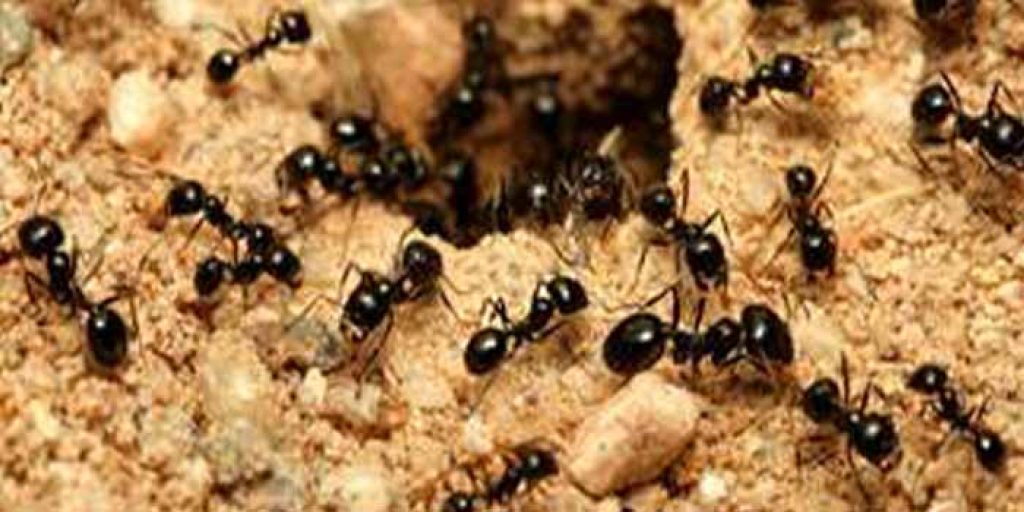 Professional Pest Control Newtown.jpg