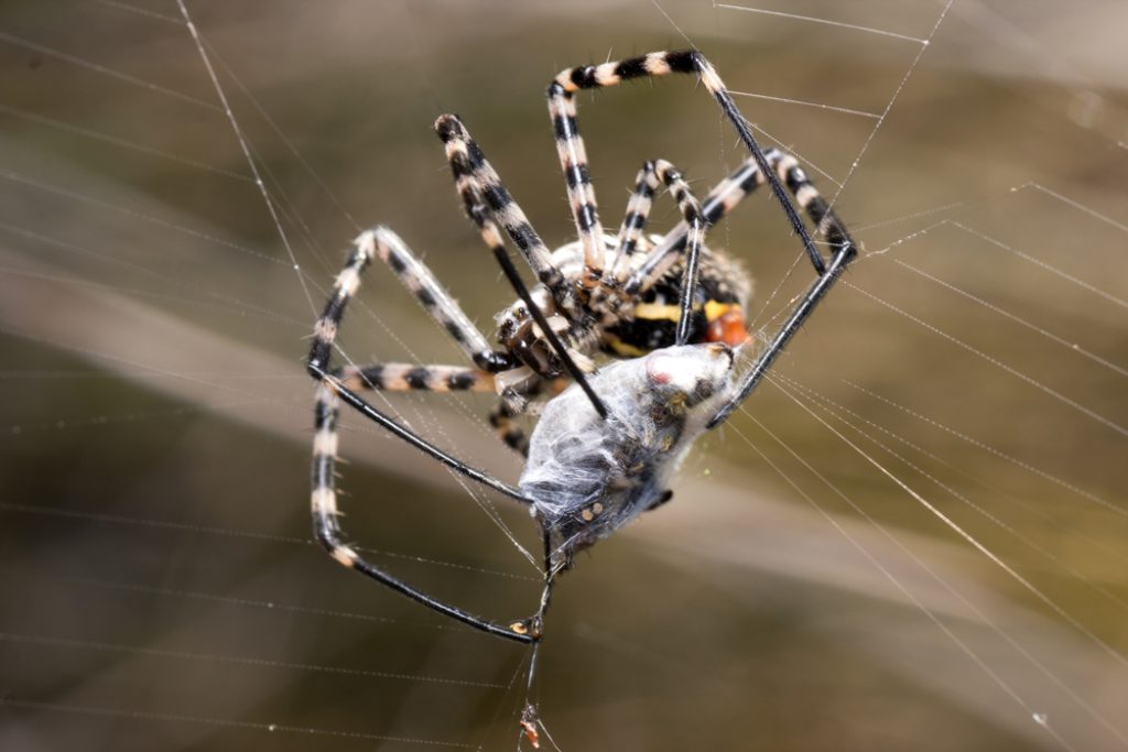 spider control.jpg