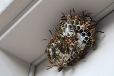 Wasp Control Melbourne