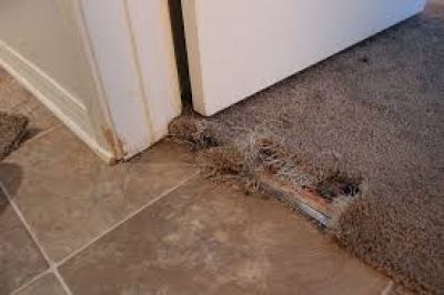 carpet patch repair.jpeg