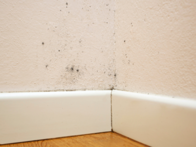 Mold black 2nd overview.png