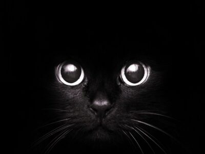 blackcat_10al_1024x768(0).jpg