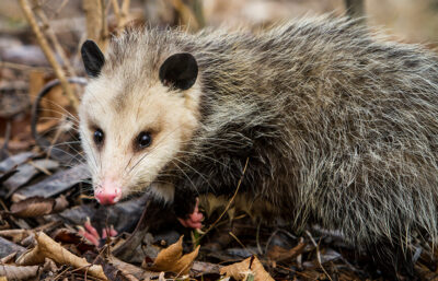 opossum.jpg