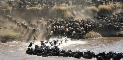wildlife-spectacle-great-migration-tanzania-990x490.jpg