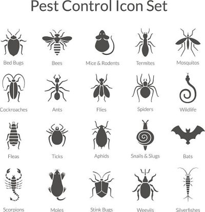 pest 1.jpg