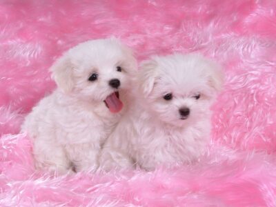 puppies_06-af_1024x768.jpg