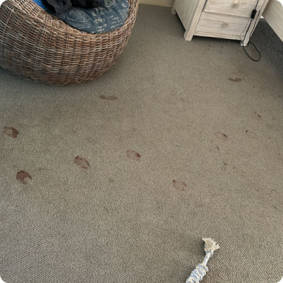 dry-carpet-cleaning-process.png