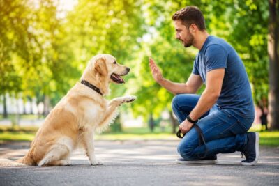 dog behaviour modification.jpg