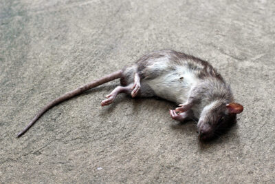 rat-crushed-dead-900px.jpg