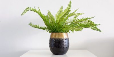 Indoor plants.jpg