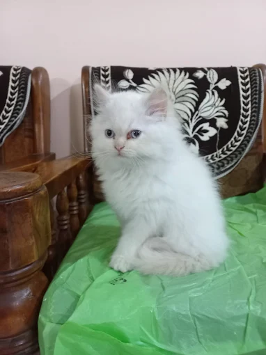 Cats for Sale in Delhi.png