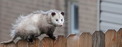 Sams Pest Control sydney (2).jpg