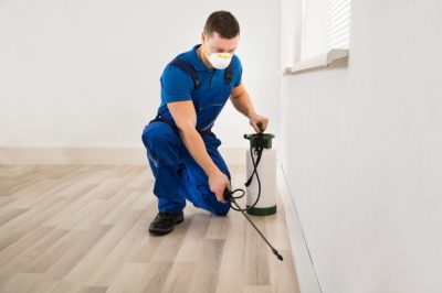 Best-pest-control_Andrey_Popov_Shutterstock-1-scaled.jpg