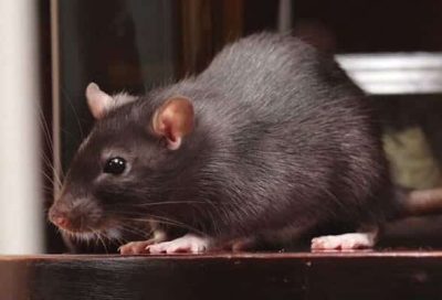 rodent-control-img.jpg