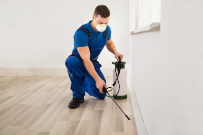 Best-pest-control_Andrey_Popov_Shutterstock-1-scaled.jpg
