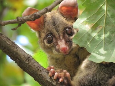 possum-in-tree.jpg