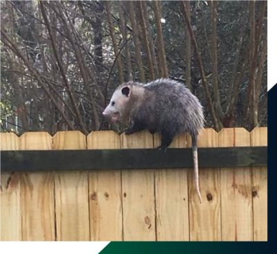 Possum-Removal-Adelaide.jpg