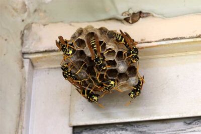 Wasp-Nest-Removal-Services-Australia.jpg