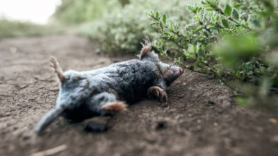 dead animal1.jpg