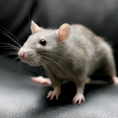 rats-control.jpg