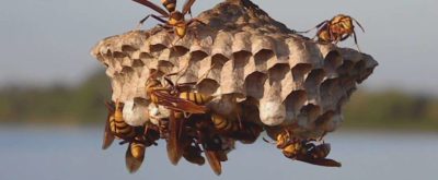 wasp-removal-brisbane.jpg