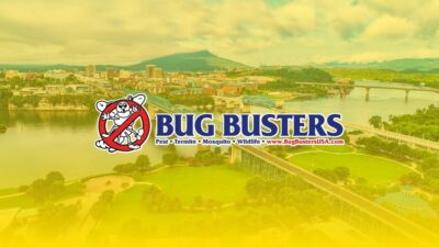 Bug Busters, Inc..jpg