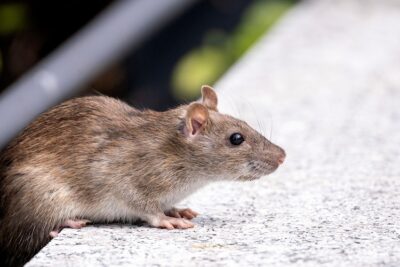 Strategies-for-Rodent-Control-in-Urban-Environments.jpg