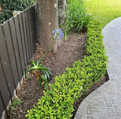 imgi_11_Hills-Gardening-and-Tree-Lopping-Services-5-1 - Copy.jpeg