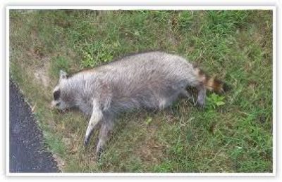 dead amimal image.jpeg